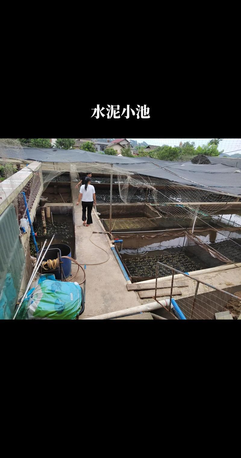 蚌埠青蛙养殖